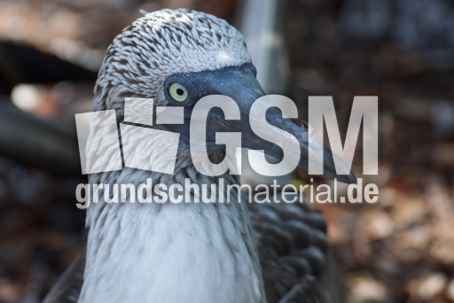 Blaufußtölpel (4).jpg